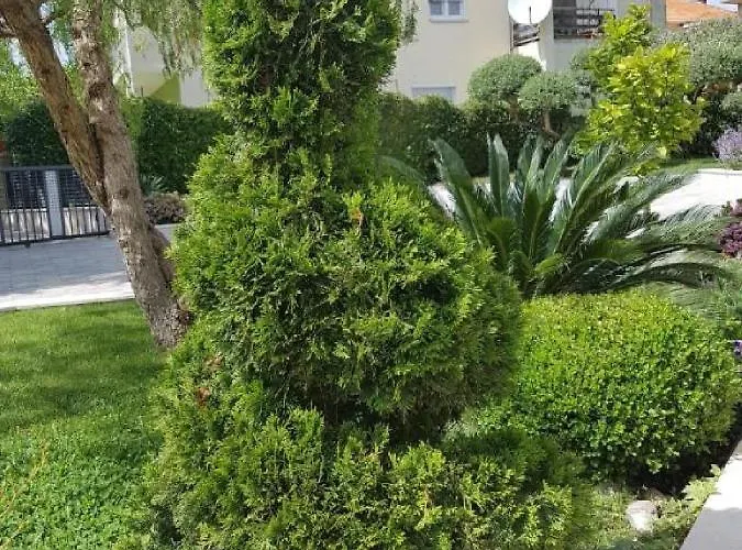 Calypso Royal * Ζαντάρ